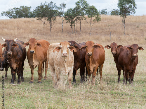 Принти на полотні Mixed herd of cattle that are often found roaming freely in Queensland, Australia
