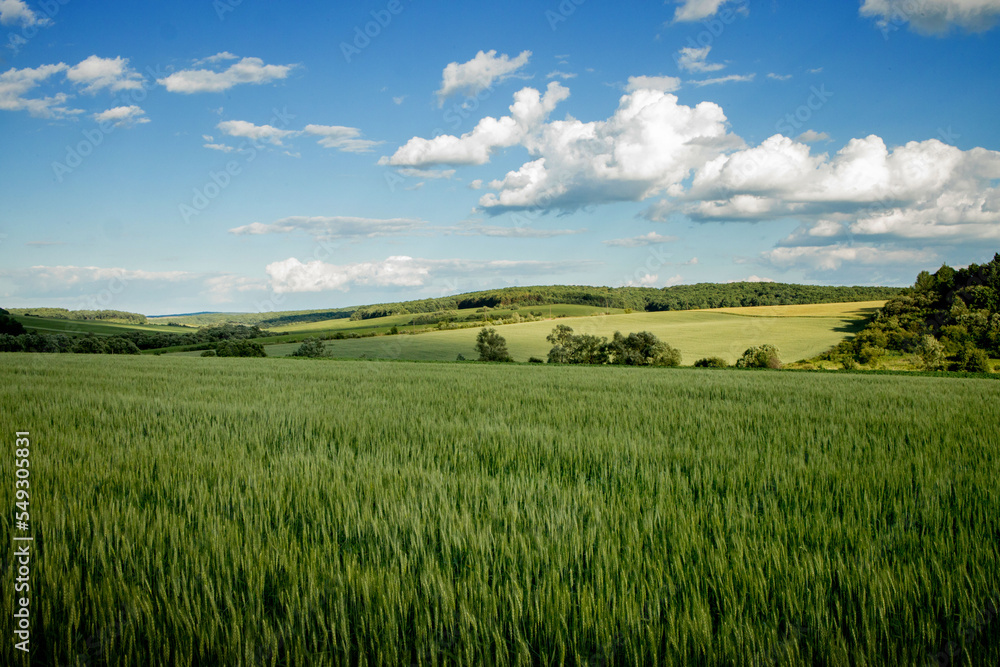 Green wheat field against the background of hot summer sun and blue sky with white clouds. Beautiful summer landscape