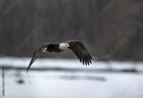 Bald Eagles