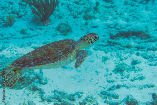 Wild Green Sea Turtle swimming in natural habitat in Bonaire Marine Park © Focused Adventures