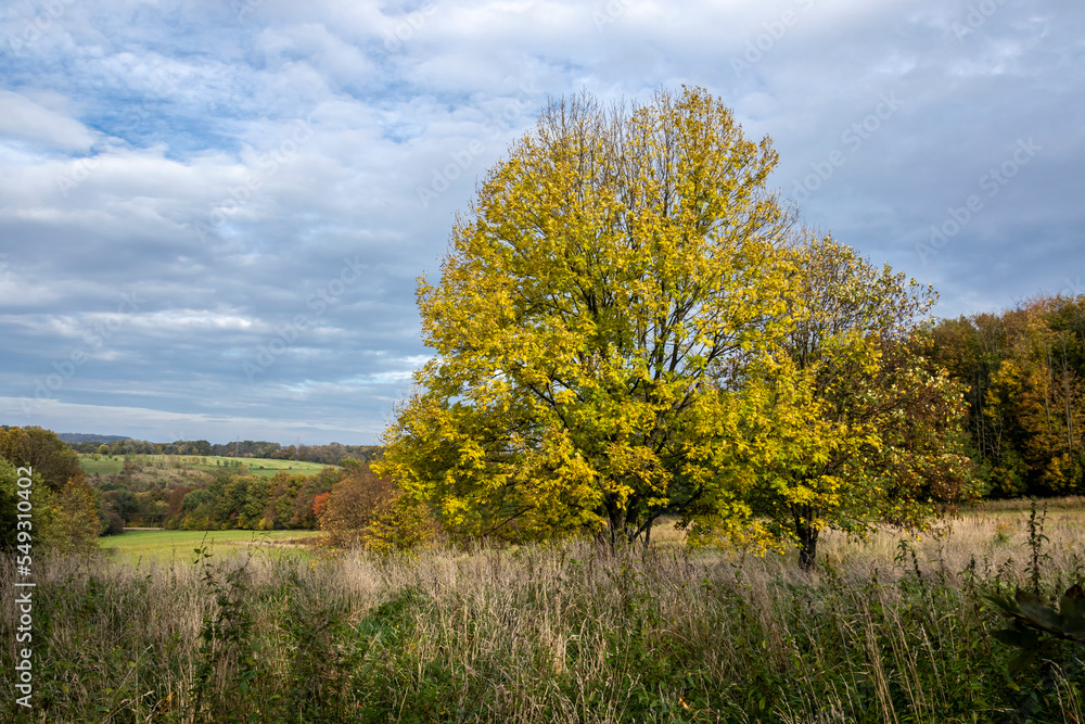 Fototapeta premium Autumn tree with yellow leaves in the field