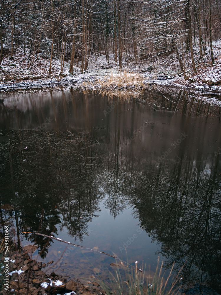 See im Winter mit Spiegelung von Nadelbäumen.