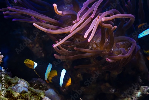 popular species bubble tip anemone, animal move tentacles in flow, hunt for food and protect Clark's anemonefish on live rock stone, reef marine aquarium require experience, LED actinic blue spotlight photo
