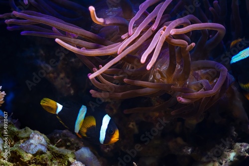 popular species bubble tip anemone, animal move tentacles in flow, hunt for food and protect Clark's anemonefish on live rock stone, reef marine aquarium require experience, LED actinic blue spotlight