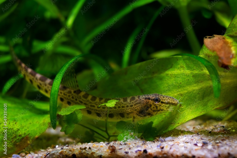 spined loach, dwarf coldwater fish in European nature aquarium, close-up portrait on sand bottom among green vegetation, weather change forecasting animal, vulnerability of nature concept