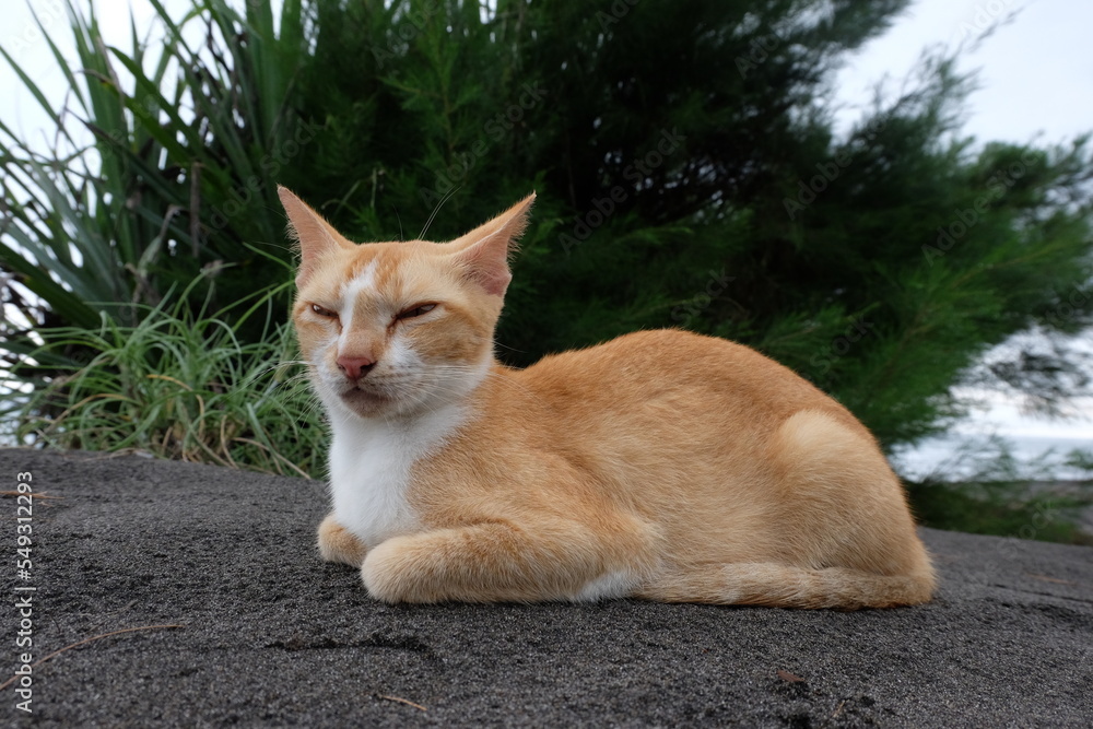 Fototapeta premium Orange cat resting on the beach sand