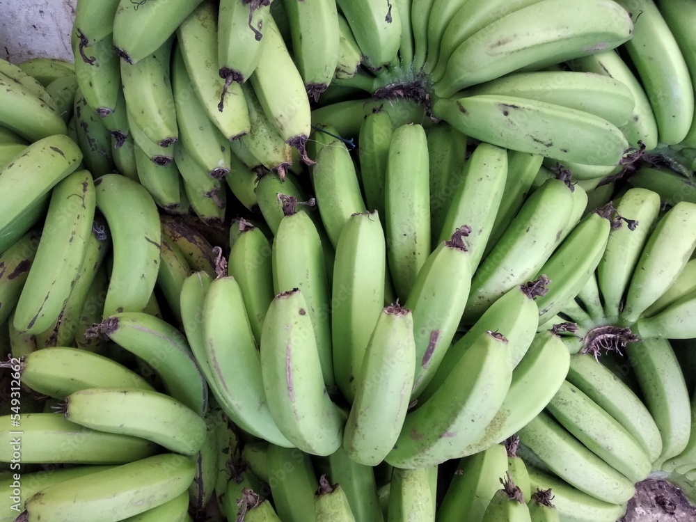 Ambon bananas, which are still immature and still green, have been harvested by farmers