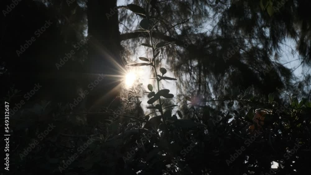 sun shines through trees onto bushes in foreground. brightest rays of sun shine into camera. beautiful hedge in foreground.