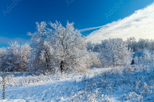 Trees after snowfall on a sunny winter day. The white wood in the cool rays of the morning sun and clear blue sky at background.