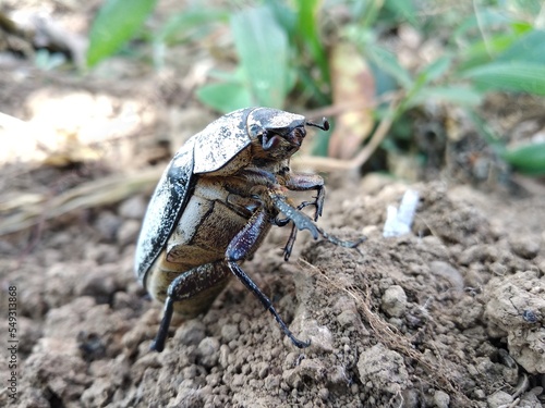 dead beetles lying on the dry ones