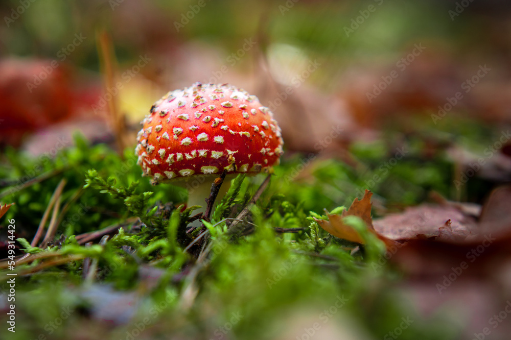 Amanita. Fly agaric in the forest. Fly Agaric Toadstool Amanita. Fly agaric in the forest. Fly Agaric Toadstool