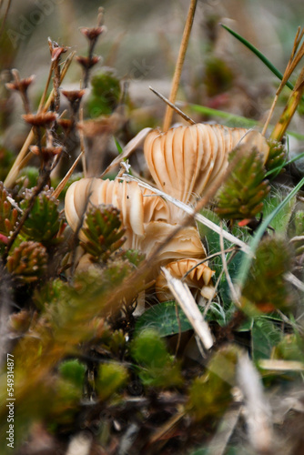 Couple of small mushrooms laying in small grass © Ale