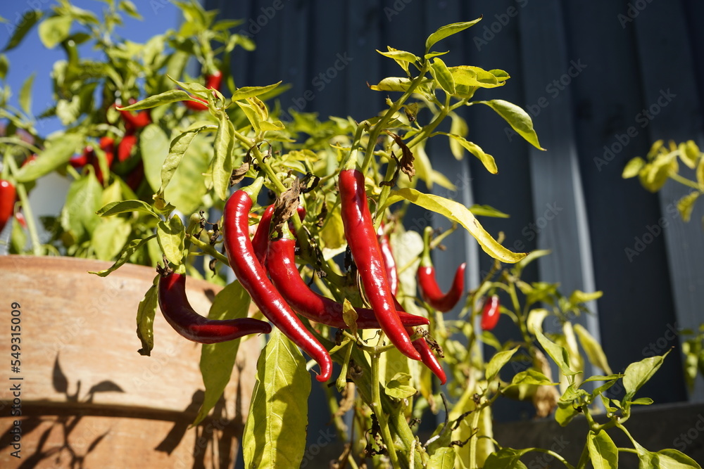 rote Chili Pflanzen Stock Photo | Adobe Stock