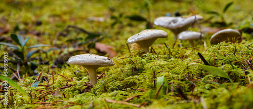 Close-up of a tricholoma with a shiny grayish cap in a forest moss on an autumn day. On a blurred background, the rest of the mushrooms of the same mycelium.