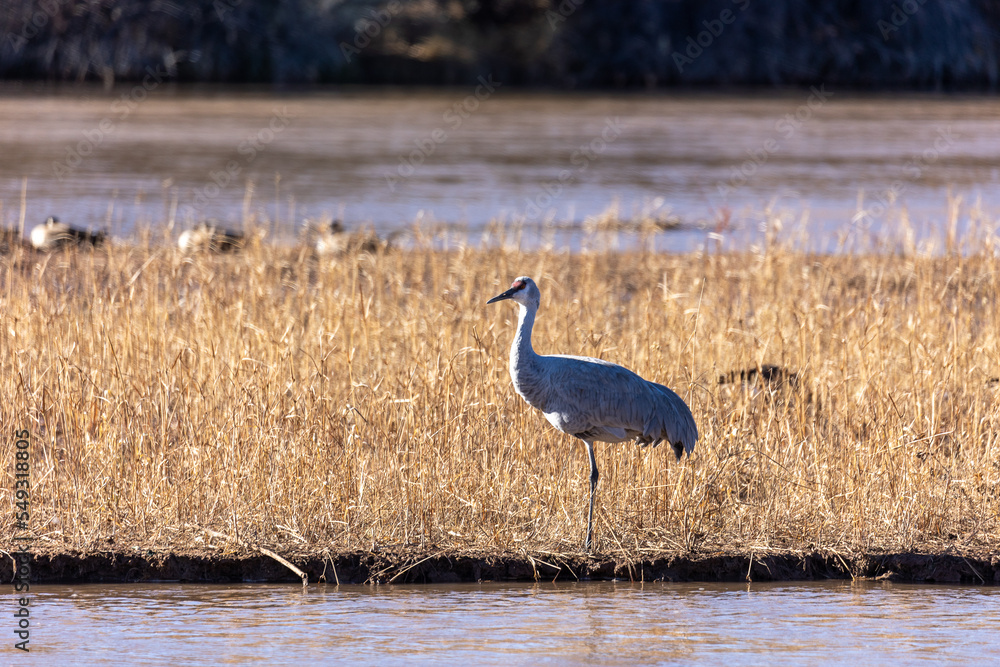 Wild Bird on Rio Grande in Albuquerque New Mexico Wild Bird on Rio Grande in Albuquerque New Mexico