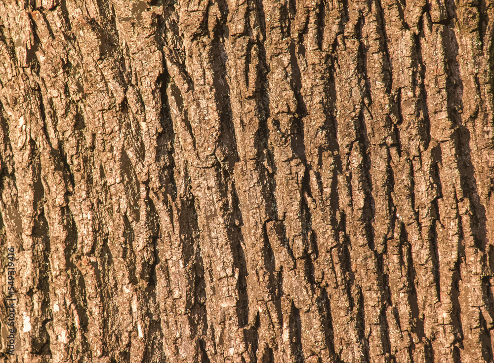 Obraz premium Maple bark close-up. Acer barrel texture. Background from living wood. Skin of the forest nature.