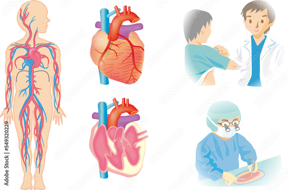 循環器の解剖と診療 Stock Illustration | Adobe Stock