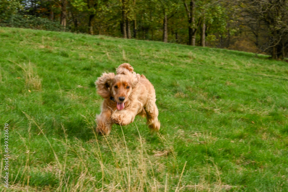 Fototapeta premium dog in the grass