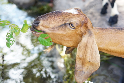 A goat eating a leaf given by a man