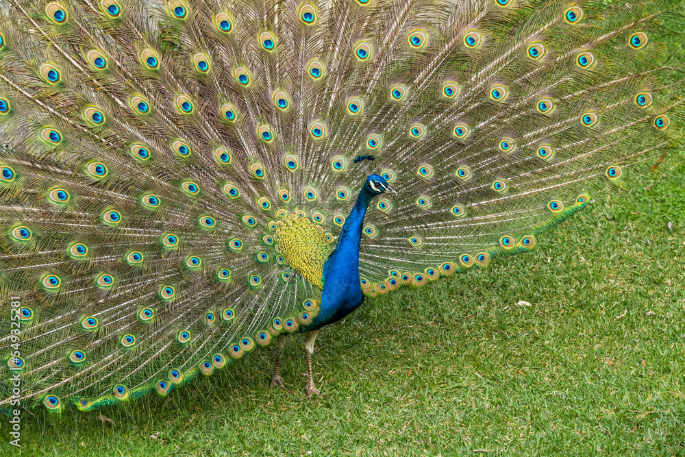 Fototapeta premium A blue peacock fanning its tail on green grass