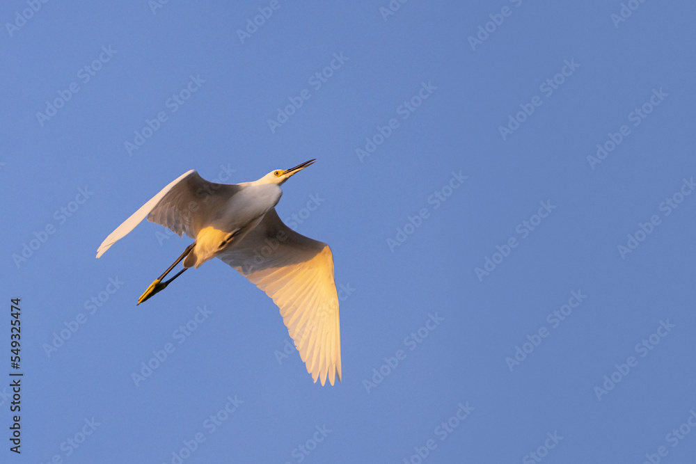 An egret flies against a blue sky in the light of sunset over Tampa Bay, Florida. An egret flies against a blue sky in the light of sunset over Tampa Bay, Florida.