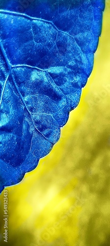 Blue and yellow 