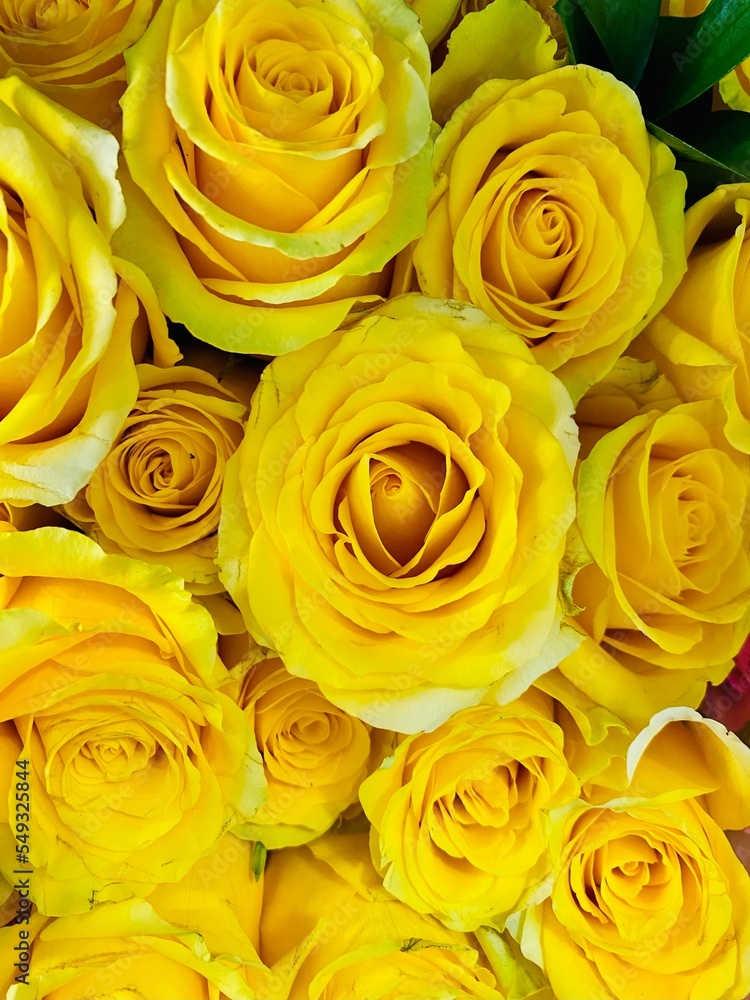 yellow roses background yellow roses background