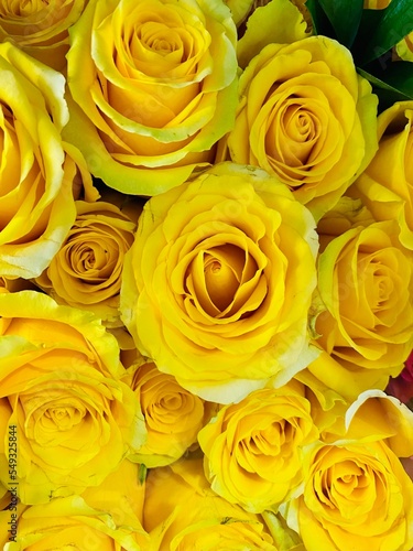 yellow roses background