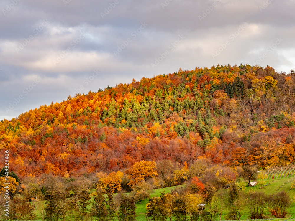 Herbstlich bunt gefärbte Bäume im Mischwald