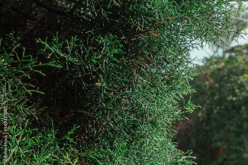 Obraz premium Pine / Pino