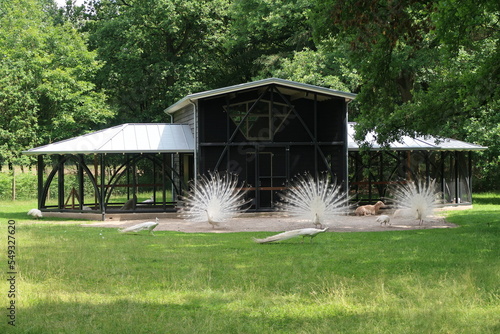 White peacocks at Staverden Castle (municipality of Ermelo), in the Dutch province of Gelderland. photo