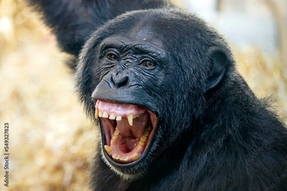 Close up view of Chimpanzee (Pan troglodytes)