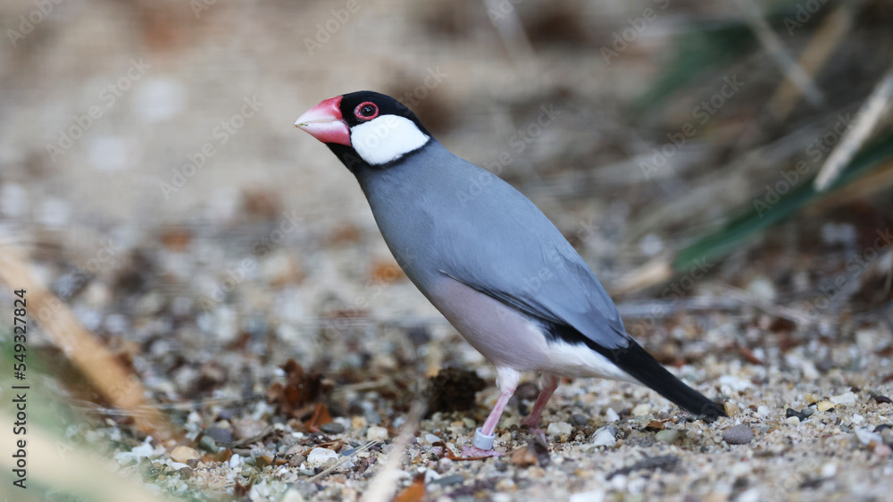 Close up view of a Java sparrow (Lonchura oryzivora) Close up view of a Java sparrow (Lonchura oryzivora)