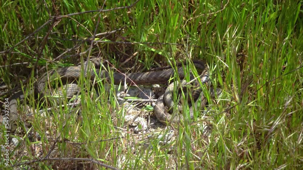 The dice snake (Natrix tessellata), Water Snakes mate on the shore in the reeds The dice snake (Natrix tessellata), Water Snakes mate on the shore in the reeds