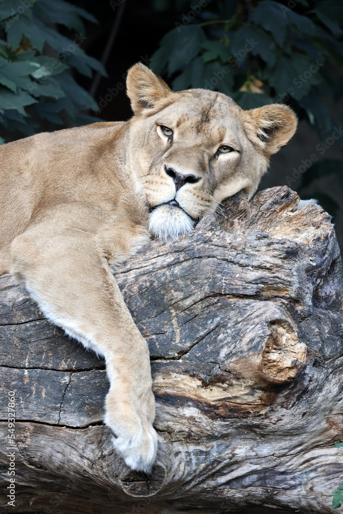 Obraz premium Close up view of a Lioness (panthera leo)