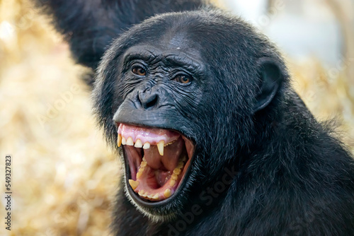 Obraz na płótnie Close up view of Chimpanzee (Pan troglodytes) w salonie