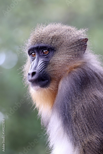 Close up view of a Mandrill (Mandrillus sphinx) © Edwin Butter