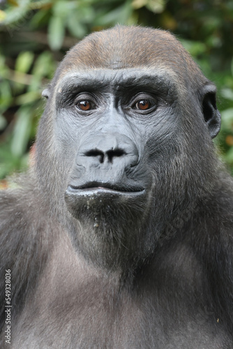 Close up view of a Western Lowland Gorilla