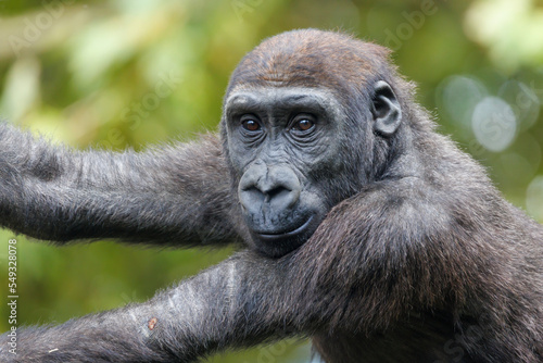 Close up view of a Western Lowland Gorilla © Edwin Butter