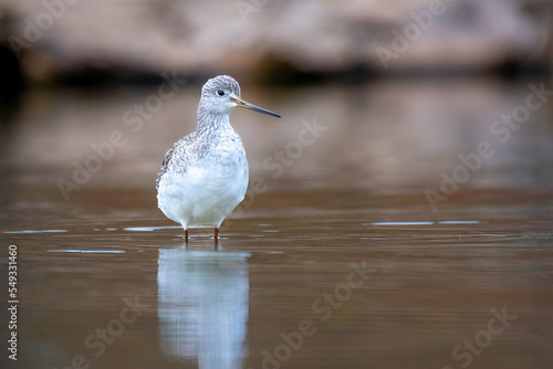 Bird in Water - Greater Yellowlegs