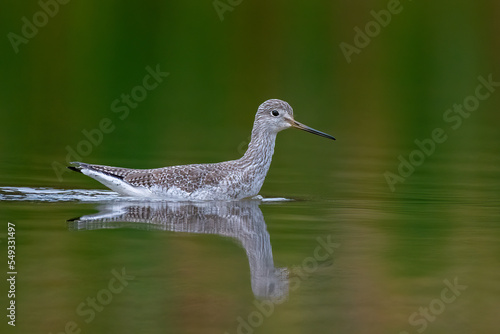 Bird in water Greater Yellowlegs