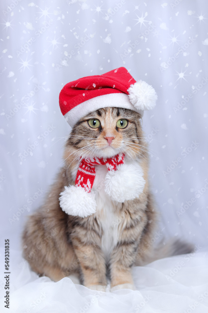 Cat in Christmas hat on a white background. Beautiful Kitten with green eyes in Santa Claus xmas red hat. Cat with Santa hat waiting for Christmas while sitting on a light background. Happy New Year Cat in Christmas hat on a white background. Beautiful Kitten with green eyes in Santa Claus xmas red hat. Cat with Santa hat waiting for Christmas while sitting on a light background. Happy New Year