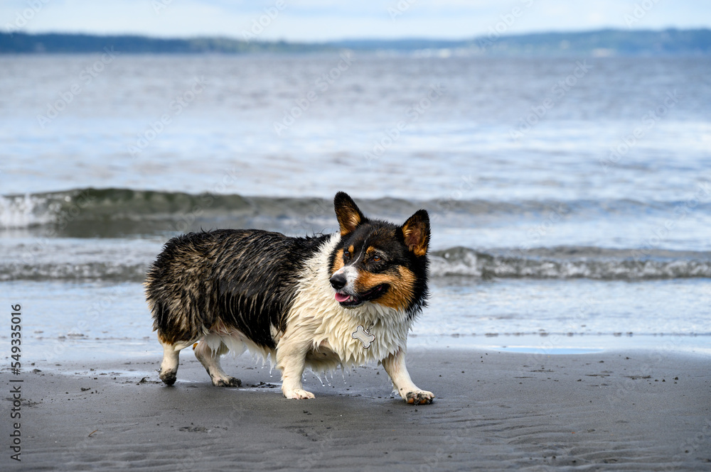 Happy dog, tri color corgi playing at the surf line on a sandy beach on a sunny summer day, Puget Sound
