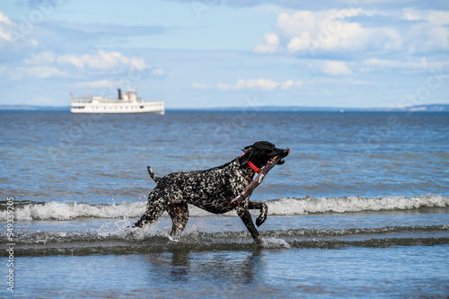 Play time, happy black dog with white spots running out of the surf after fetching a big stick, Puget Sound 