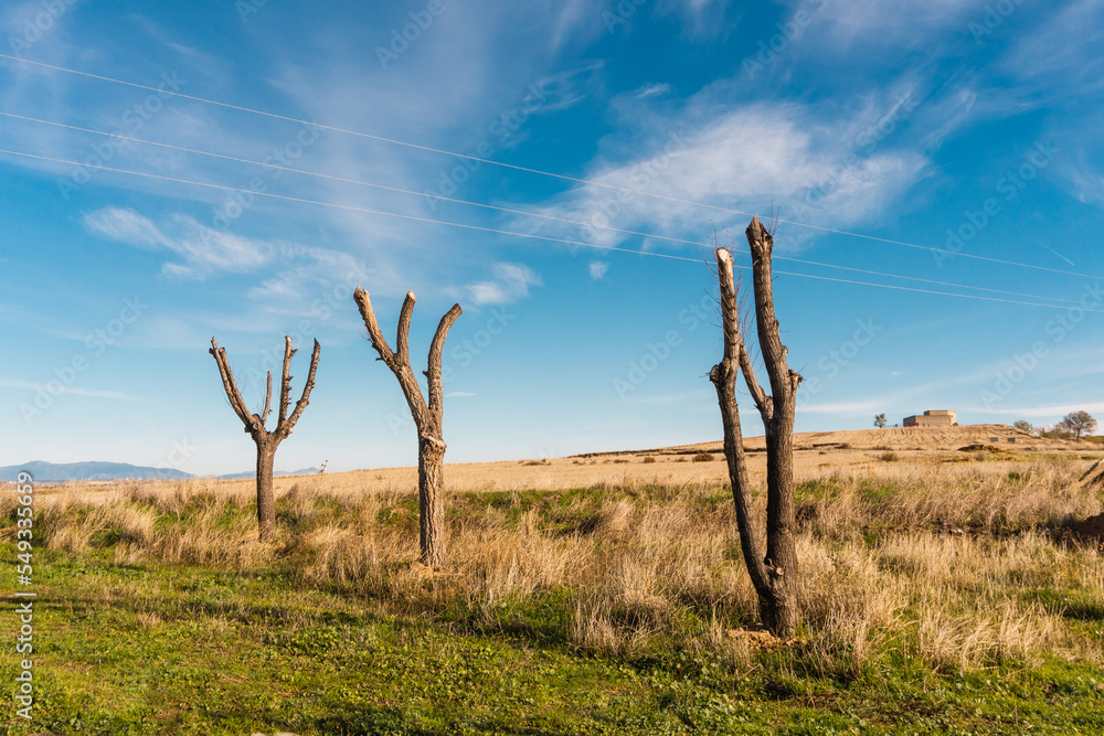 Panoramic of three isolated cut trees