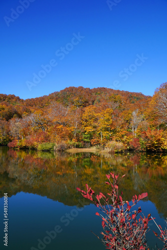 鎌池の紅葉