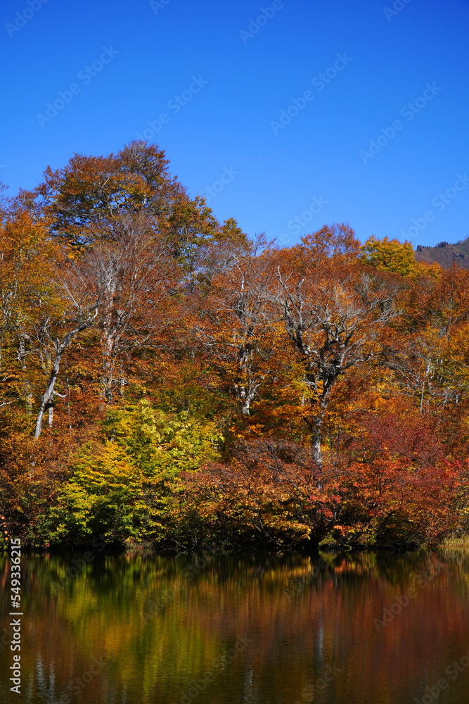 鎌池の紅葉 鎌池の紅葉