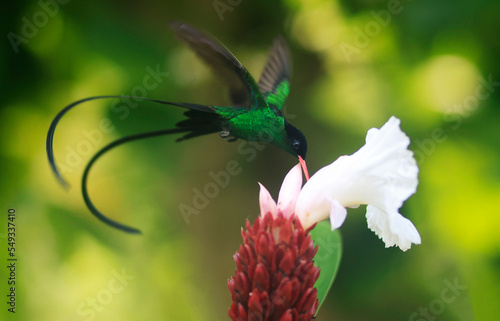 A Doctor Bird or Wimpelschwanz (Trochilus polytmus), Hummingbird, National Bird of Jamaica, Middle America.