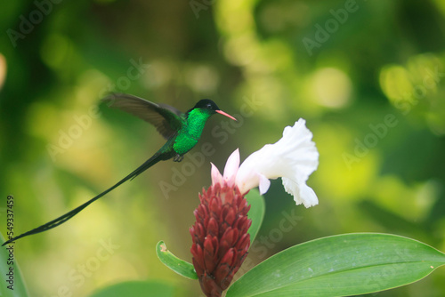 A Doctor Bird or Wimpelschwanz (Trochilus polytmus), Hummingbird, National Bird of Jamaica, Middle America.