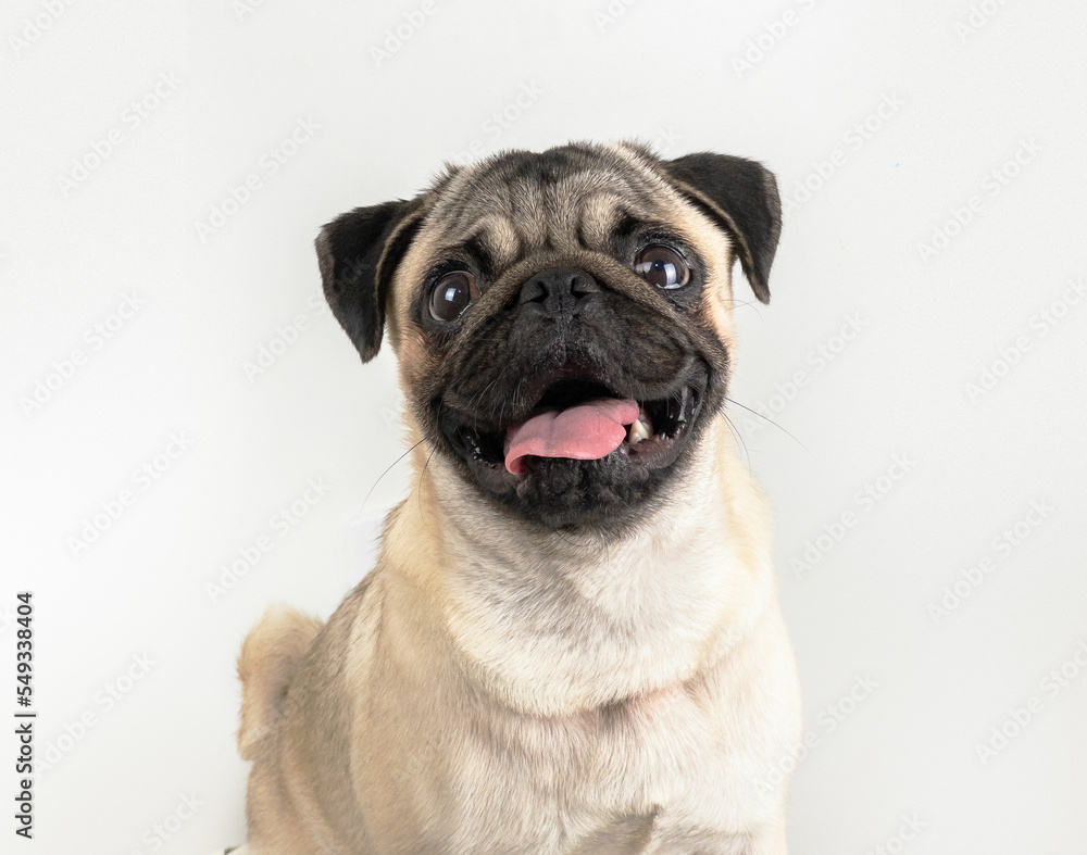 pug dog looking at camera with open mouth tongue out white background gray tones